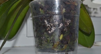 Белый грибок в горшке с орхидеей