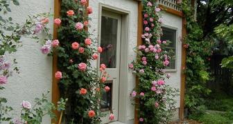 Плетистые розы у стены дома