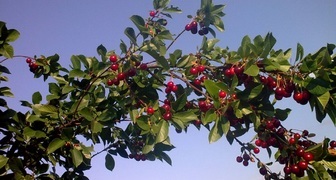 Muse třešeň plodí s náležitou péčí