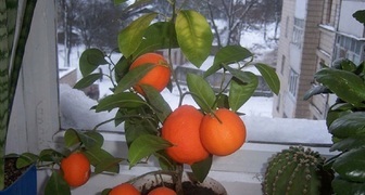 Rodící grapefruit doma