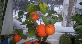 Плодоносящий грейпфрут в домашних условиях