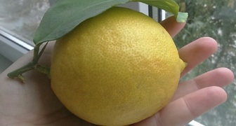 Форма плодов лимона слегка вытянутая или овальная