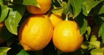 Плоды лимонного дерева: противопоказания