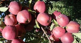 Плоды яблони сорта Старкримсон на дереве
