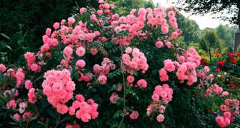 Крупная почвопокровая роза Heidekonigin с ярко-розовыми цветками