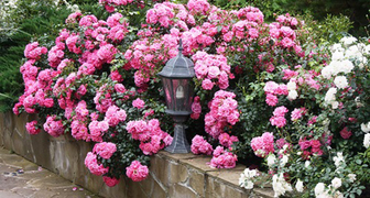 Почвопокровные розы, фото в саду на подпорной стене