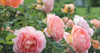 Почвопокровные розы - идеальное украшение в дизайне сада