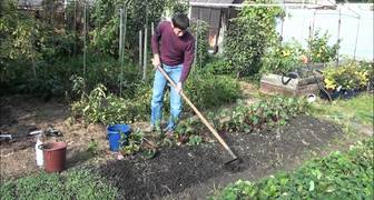 Подготовка почвы и повторный посев овощей в августе