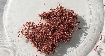 Подготовка семян гибридных сортов клубники к посеву