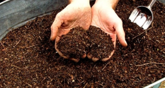 Удобрение почвы компостом способствует восстановлению и улучшению плодородности