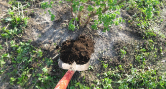 Подкормка крыжовника компостом весной