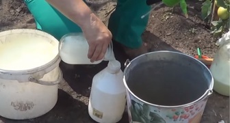 Приготування та підживлення огірків молоком з йодом