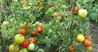 Подкормка томатов необходима для полноценного развития кустов