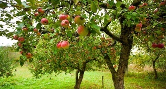 Подкормка яблонь летом влияет на урожайность