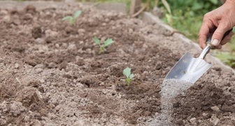 Под рассаду кольраби вносят смесь золы, табака и перца - что подкармливает растения, и защищает от вредителей
