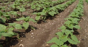 Подсолнечник быстро истощает почву и его нельзя выращивать два года подряд на одном месте