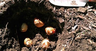 На Покров высаживают луковицы тюльпанов для раннего цветения весной