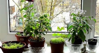 Полезные растения на подоконнике: что и как применять при болезнях