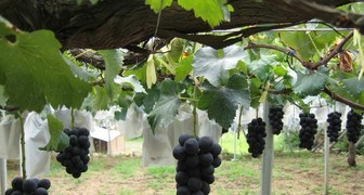 Полезные свойства черных сортов винограда