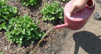 Полив клубники баковой смесью с куриным пометом - эффективное средство для повышения урожайности