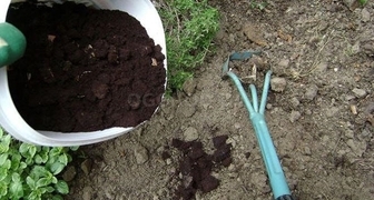 Кофе в огороде поможет насытить землю и сделать ее более рыхлой