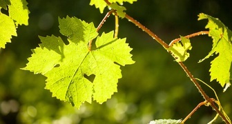 Листья винограда содержат множество веществ и особенно полезны для диабетиков