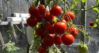 Каждая кисть куста Красной вишни может принести до 30 томатов
