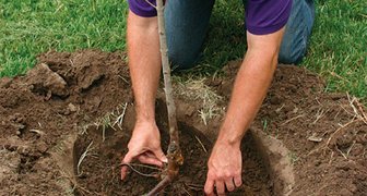 Посадка черешни в Подмосковье