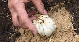 Высаживаем луковицы лилий на песок