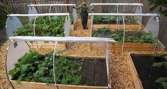 Посадка зелени и овощей в открытый грунт