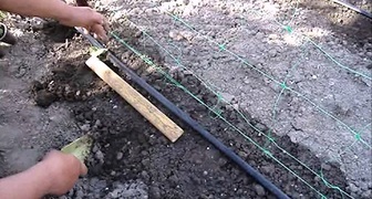 Посев кабачков в открытый грунт