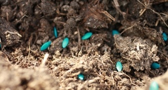 Посев обработанных семян огурцов в открытый грунт