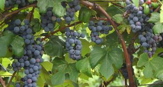 Повышаем урожайность винограда во время плодоношения