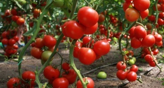Отличный урожай помидоров благодаря правильному формированию