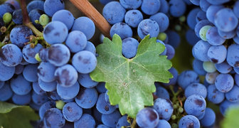 Правильный уход за виноградом - гарантия щедрого урожая