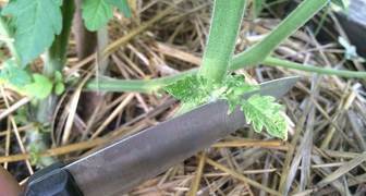 Чтобы приостановить развитие зелени томата необходимо обрезать нижние листья