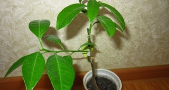 Привитое лимонное дерево в домашних условиях