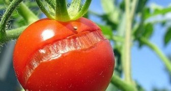 priznak-chrezmernogo-poliva-tomata