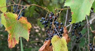 Диплодиоз винограда