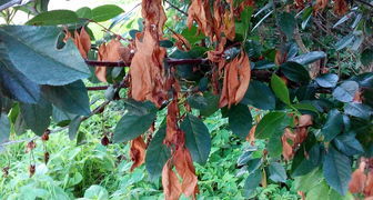 Потемневшие ветви и увядание листьев - признаки монилиоза