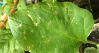 Повреждения на листьях баклажан - признак появления вредителей