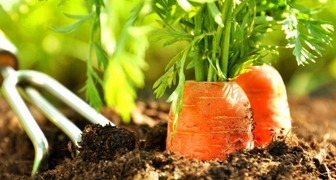Профилактические меры помогут вырастить хороший урожай моркови
