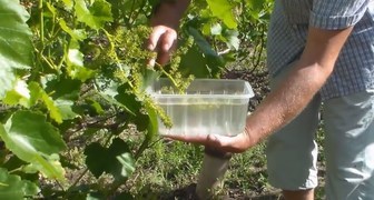 Промывание гроздей винограда в йодовом растворе от серой гнили