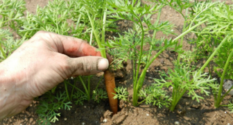 Прореживание моркови в огороде