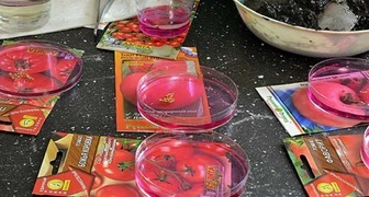 Протравливание семян томатов - лучшая профилактика вершинной гнили