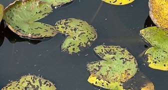 Пятнистость лилии - очень распространенное заболевание
