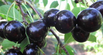 Ранний сорт черешни для Подмосковья - Радица
