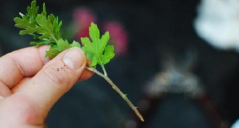 Размножение хризантемы многолетней зелеными черенками