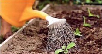 Ředkev daikon při pěstování vyžaduje pravidelnou zálivku