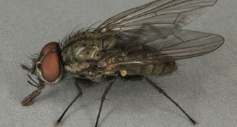 Ростковая муха вредит бобовым на всех стадиях развития